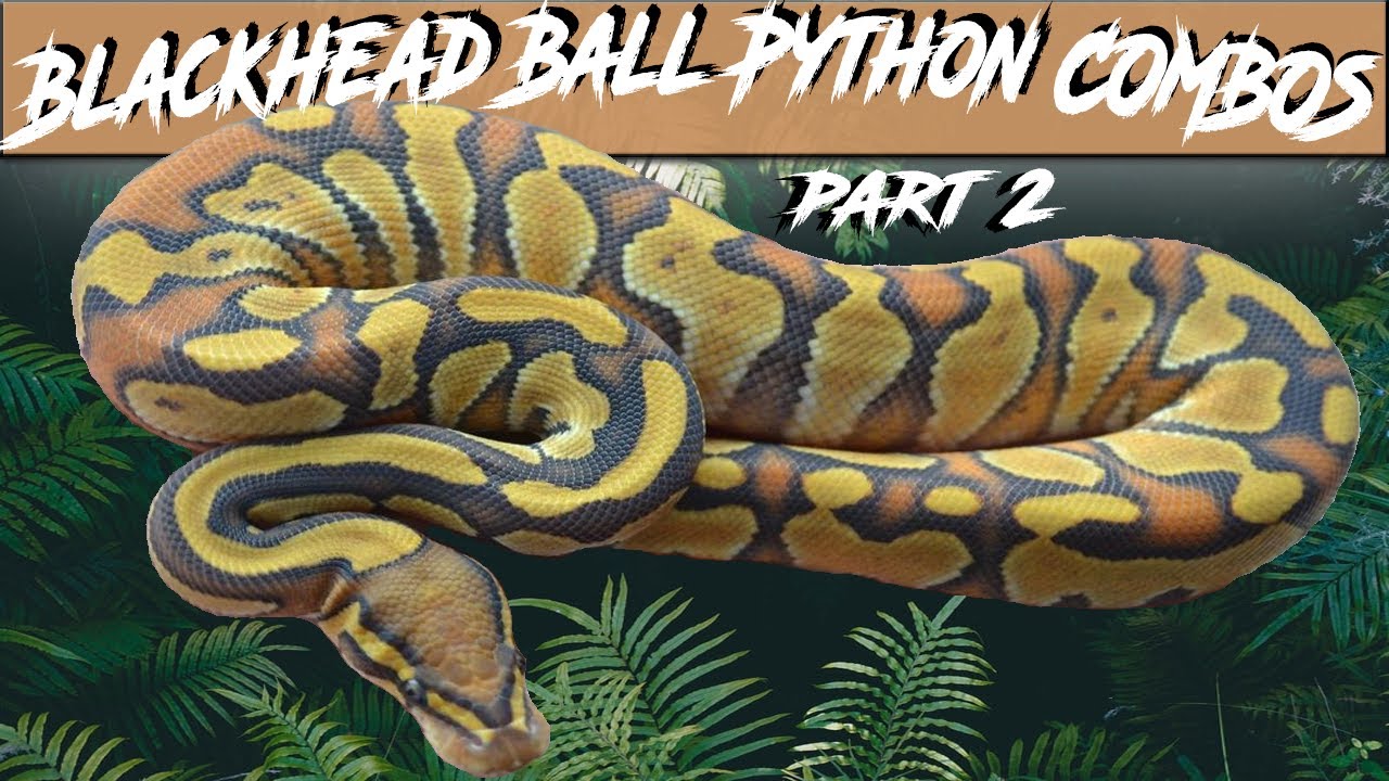 Black Head Ball Python Morph Combos Part 2 | Jack's Reptiles