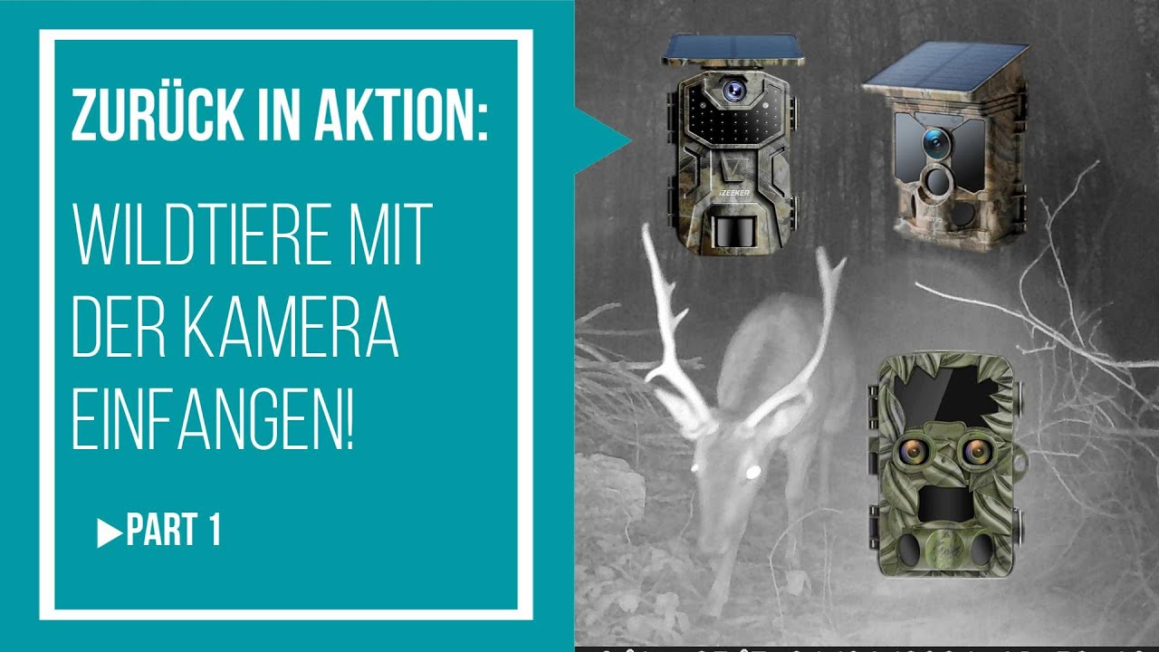 Zurück in Aktion: Wildtiere mit der Kamera einfangen! - Part1 - mit Reh, Hirsch und Dachs