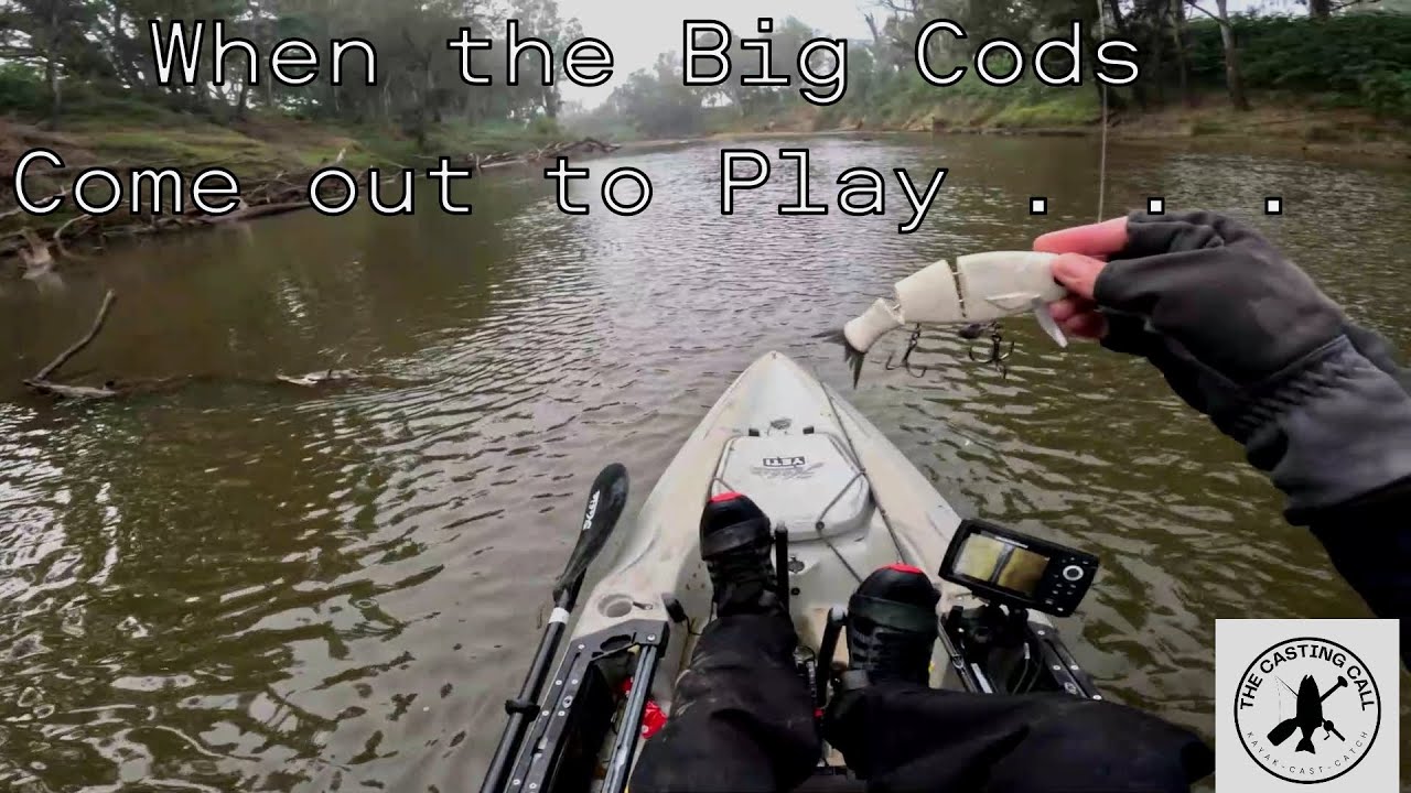 When the Big Cods come out to play l Murray Cod l The Casting Call