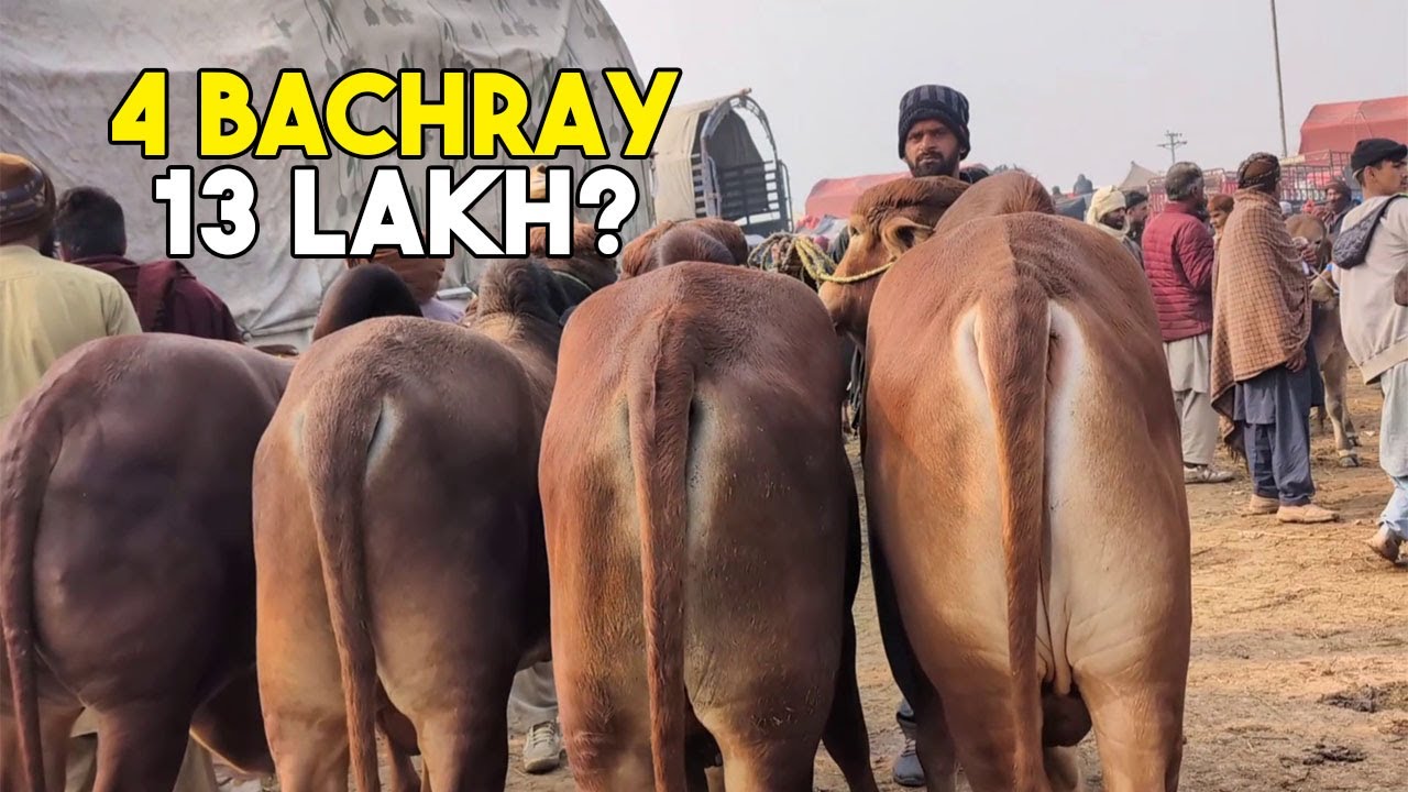 4 Bachray, 13 Lakh | Multan Mandi Reality