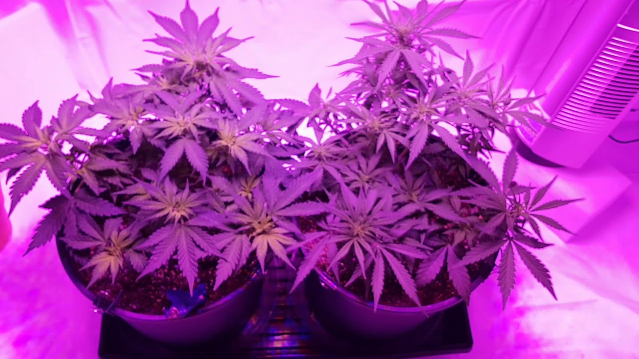 White Widow AutoFlower - UPDATE (Day 35) Meizhi 450w