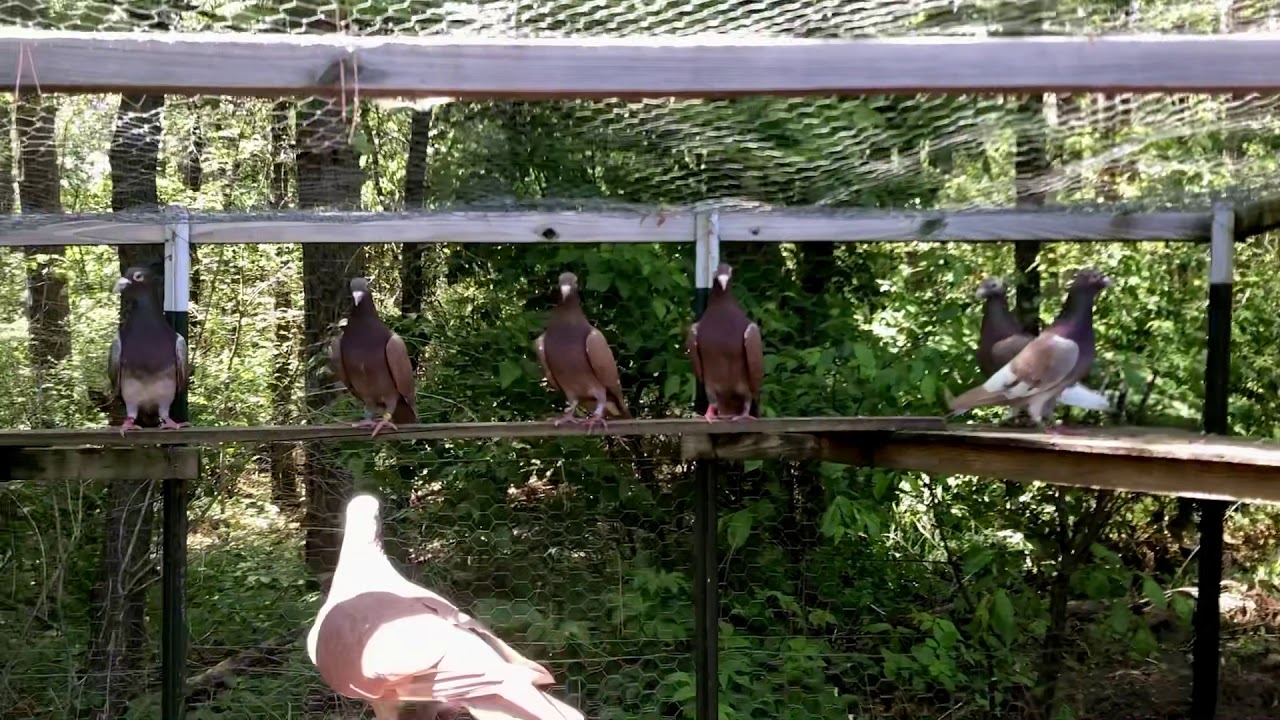 Karel Meulemans Breeders Update