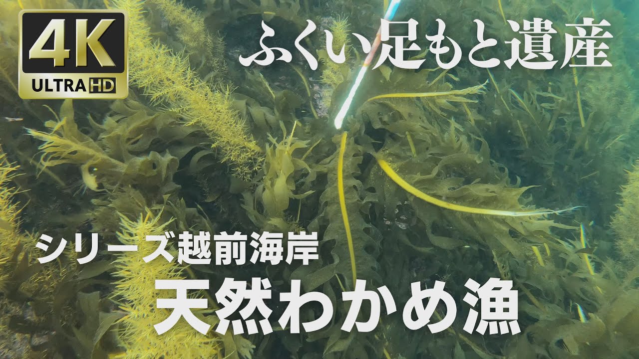 【極上ワカメ】福井県福井市☆4K映像 ふくい足もと遺産「天然わかめ漁」☆ Natural seaweed in Fukui（Japan）