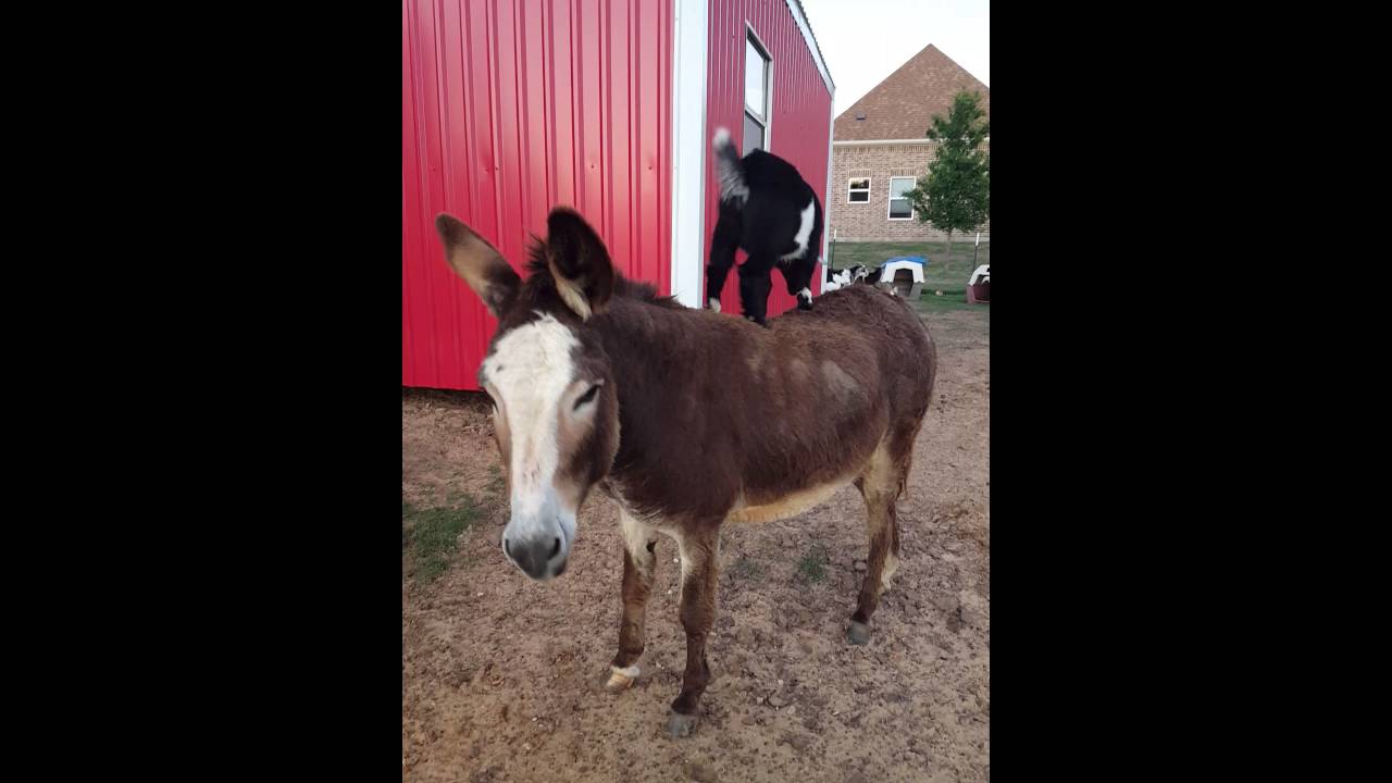 Baby goat riding a donkey