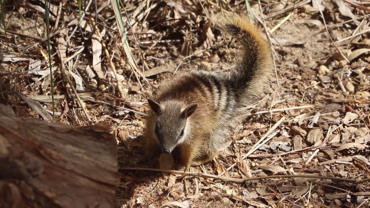 Joy for Numbat and Dibbler Joeys