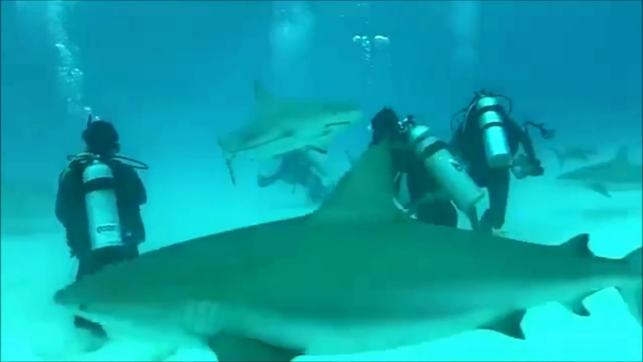 Shark Attack Scuba Diver Caught on video