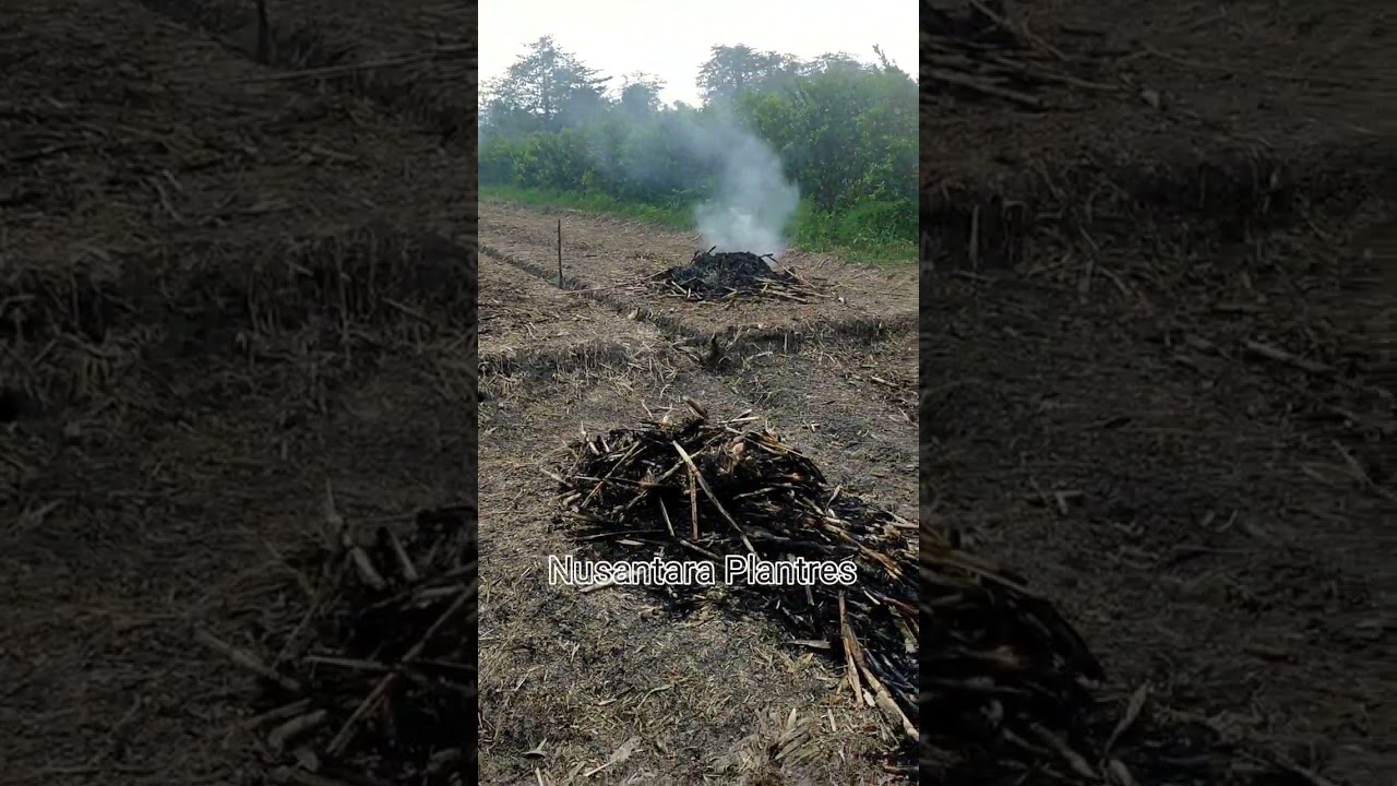 Salahsatu kunci sukses menanam jagung