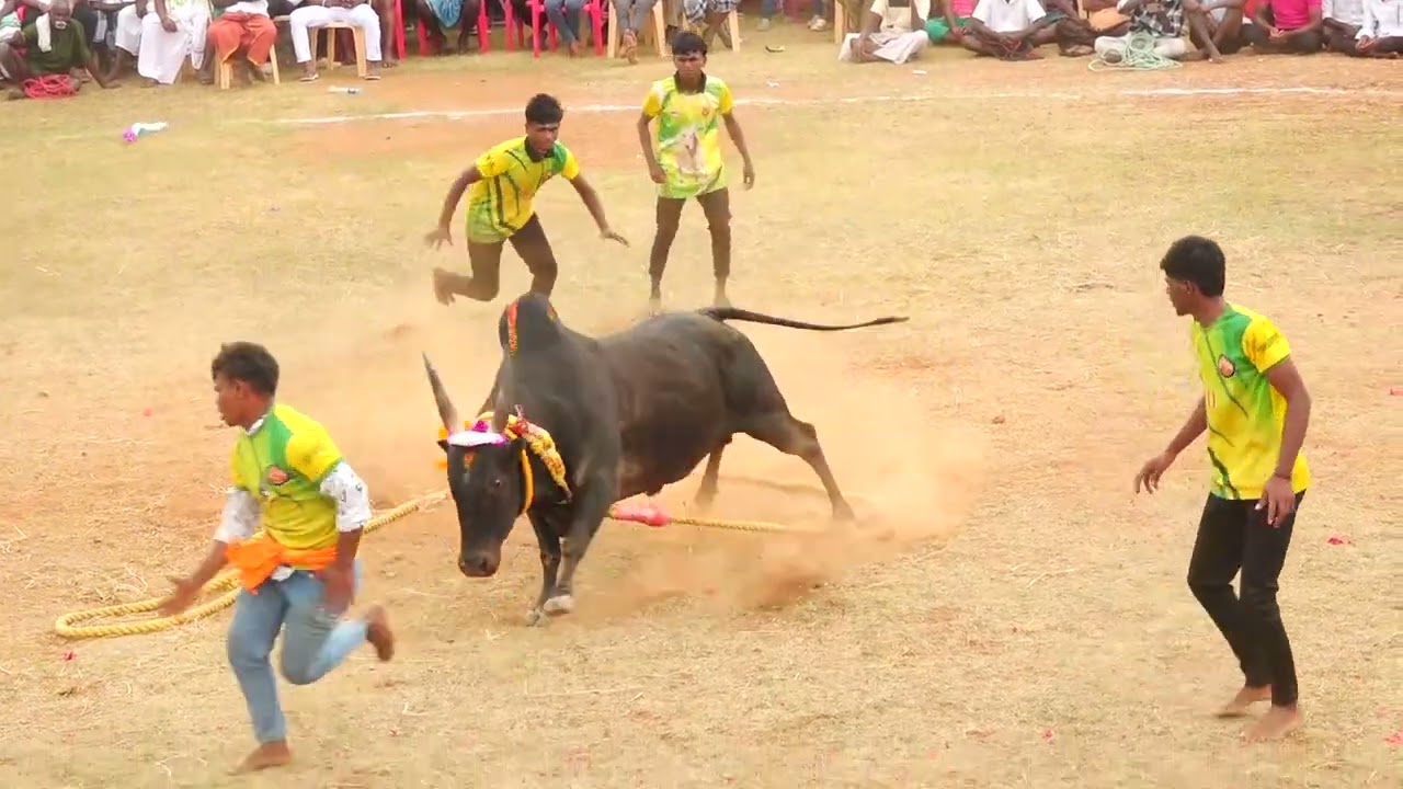 புதுகை பயமறியா தம்பிகள் Vs வேந்தன்பட்டி விஜயக்குமார் வேல் காளை | PK Media