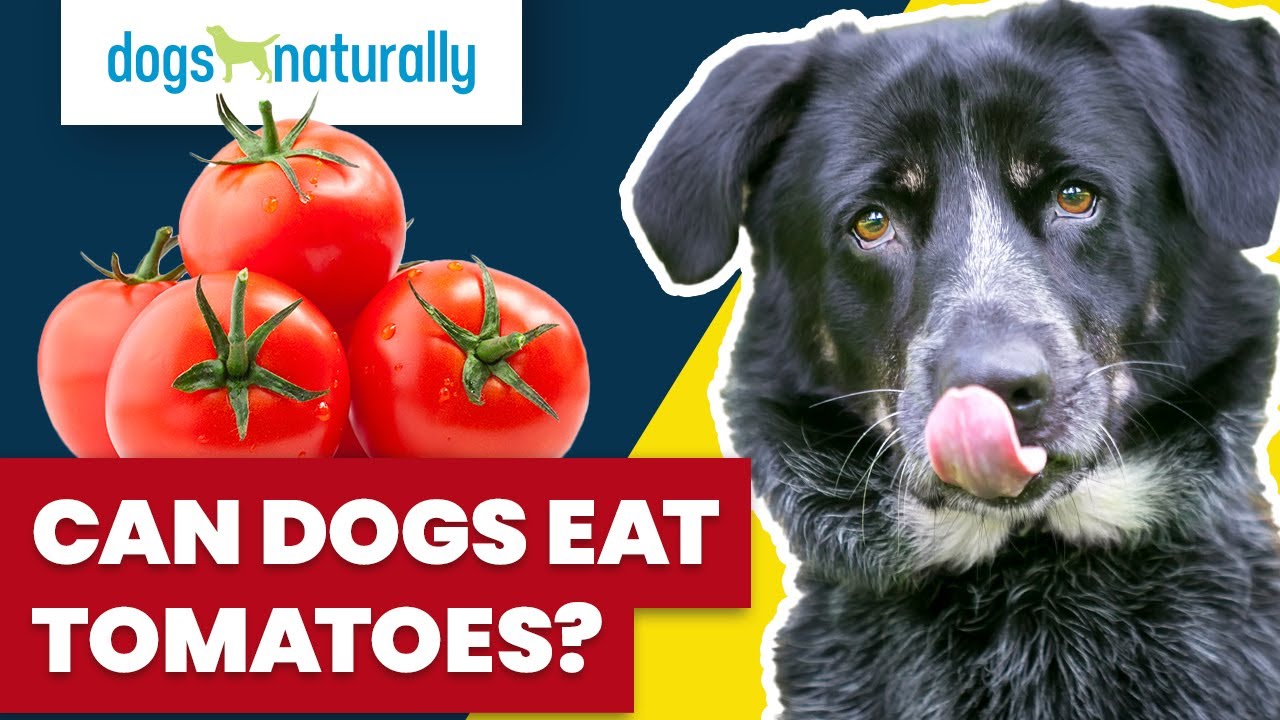 Can Dogs Eat Tomatoes?