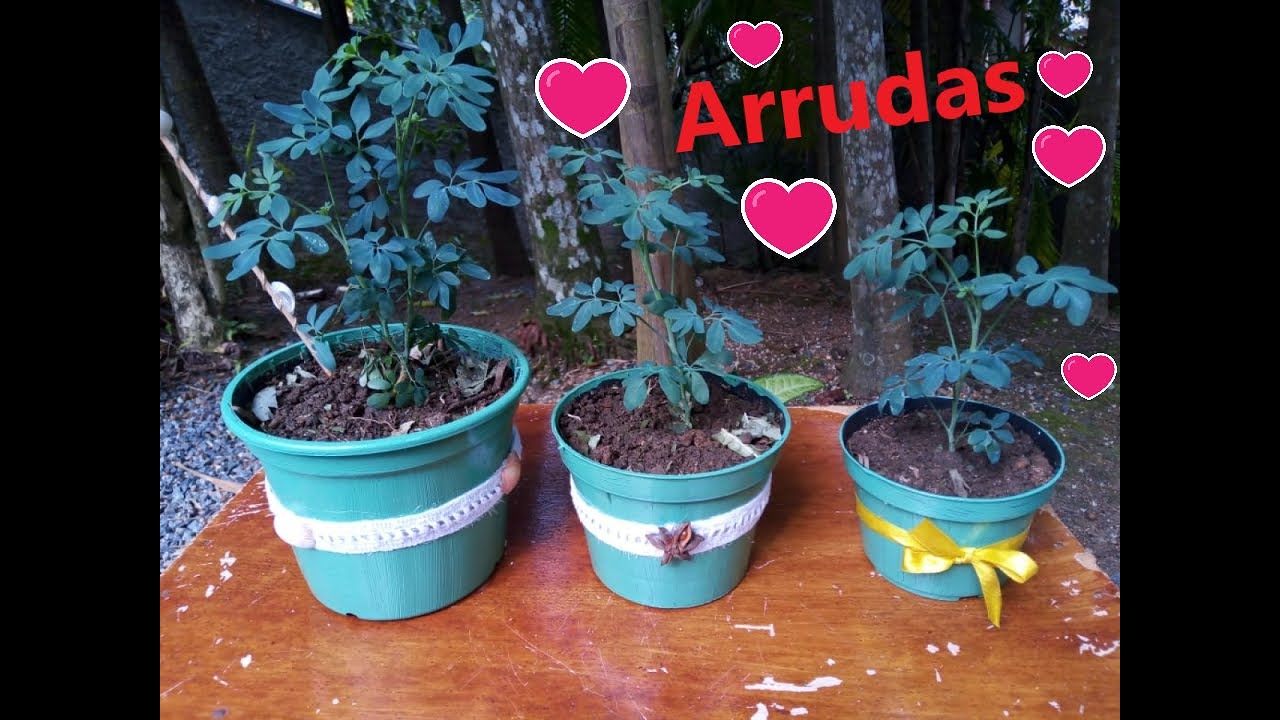 Arruda no Vaso | Planta medicinal!