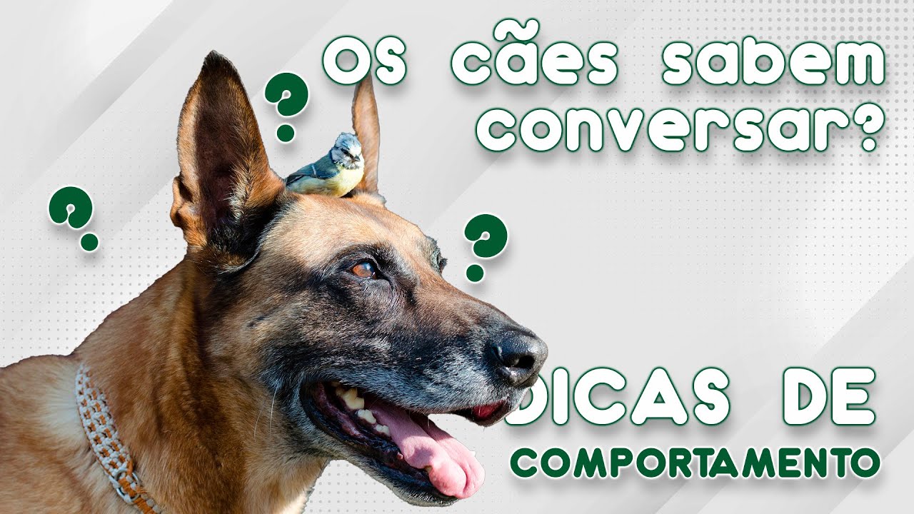 OS CÃES COMPREENDEM OS HUMANOS? | CANAL MAIS PET