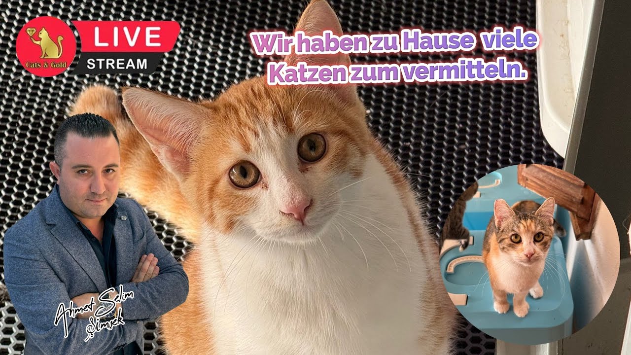 Wir haben zu Hause viele Katzen zum vermitteln
