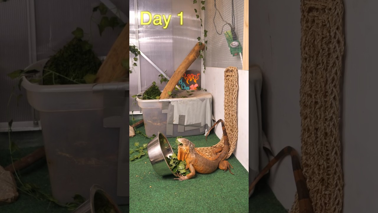 What I’m feeding my Giant Iguana