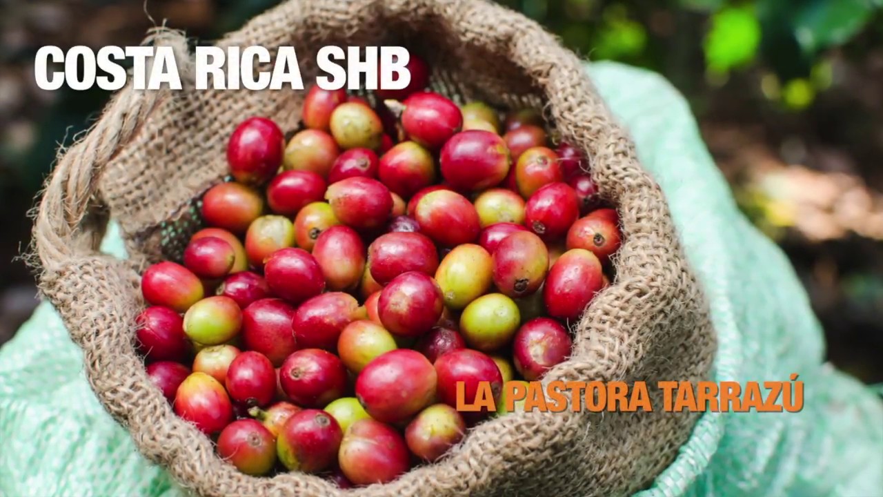 Sandalj Coffee: Costa Rica Tarrazú La Pastora