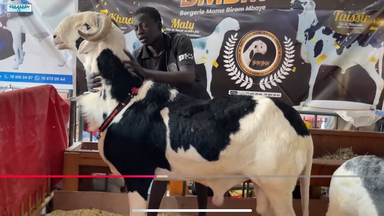 TAYSIR FILS DE DANDANE ET SA PRODUCTION A LA FOIRE REIT