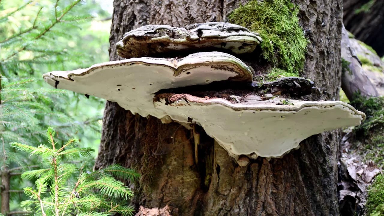 Šumava Polka Borová Lada