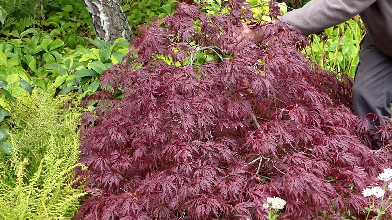 О японских клёнах