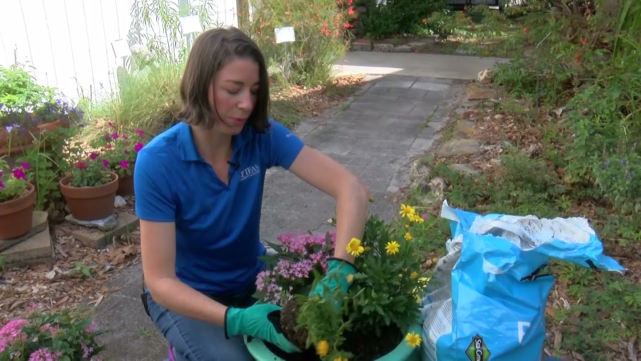 Butterfly Container Gardens