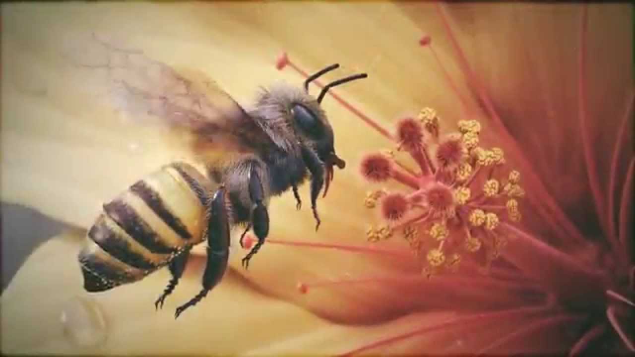 Crying For The Honey Bee | CERNUNNOS RISING