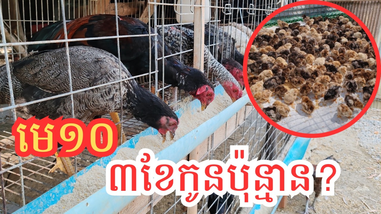មេមាន់ ១០ក្បាល ផ្តល់កូនបានប៉ុន្មានក្បាល?