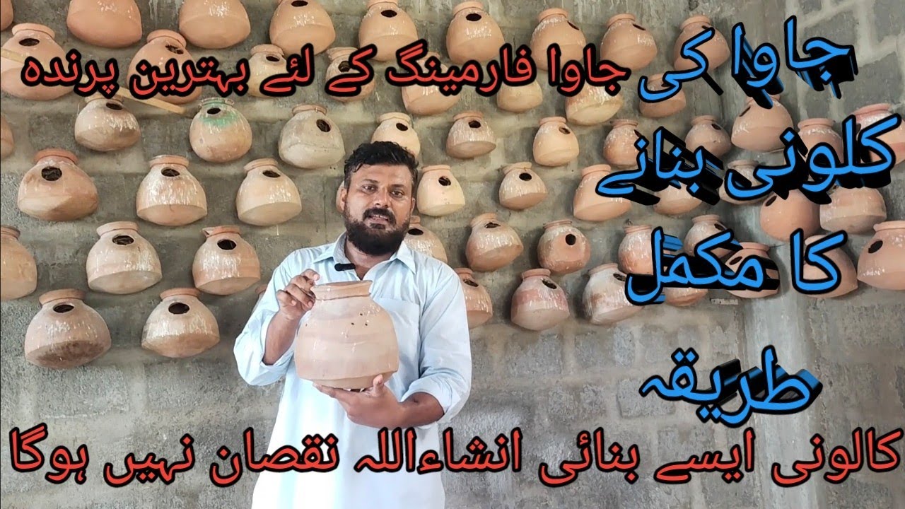 how to make every java bird #make to Colony Java Bird #java bird Karachi