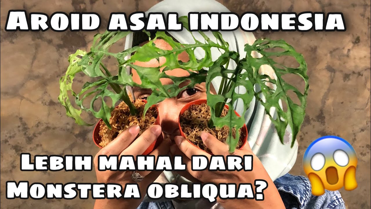 MONSTERA OBLIQUA WHO?! RARE AROIDS FROM INDONESIA AT HAN GARDEN - EP 1