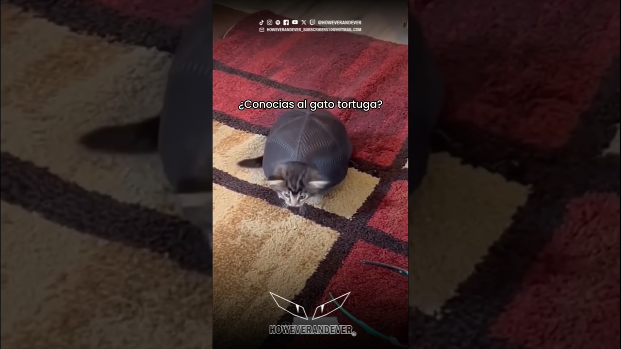 EL GATO TORTUGA