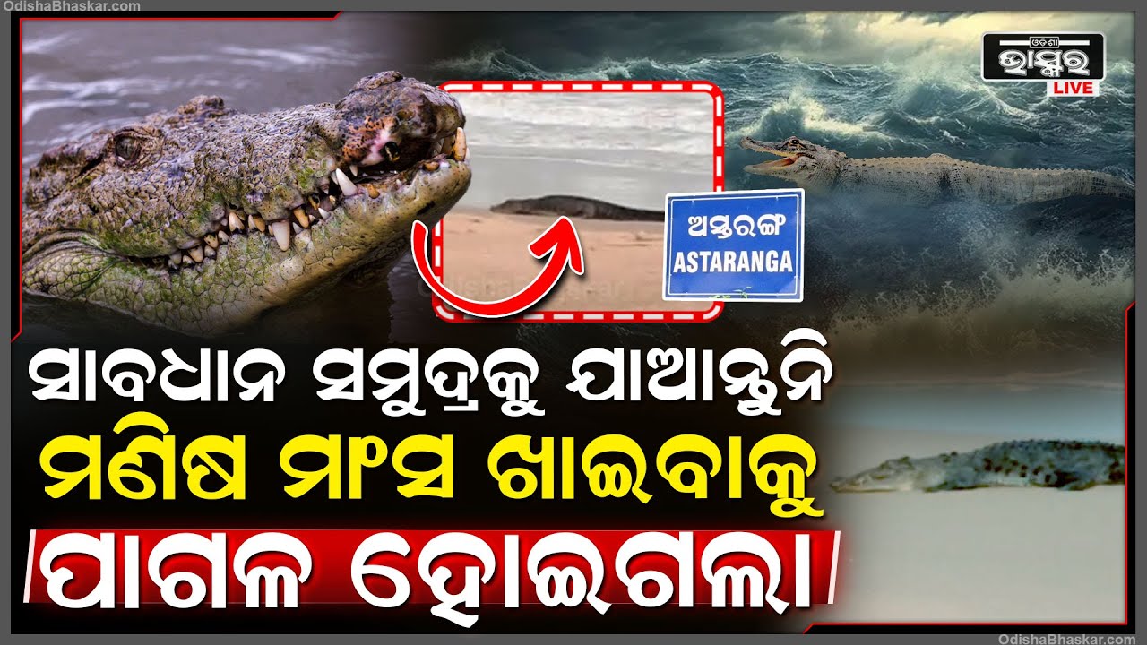 ସାବଧାନ ନଦୀକୁ ଯାଆନ୍ତୁନି...ମଣିଷ ମାଂସ ପାଇଁ ହୋଇଗଲାଣି ପାଗଳ, ପାଣି ପାଦ ଦେଲା ମାତ୍ରେ ଚାଲିଯିବ ଜୀବନ...