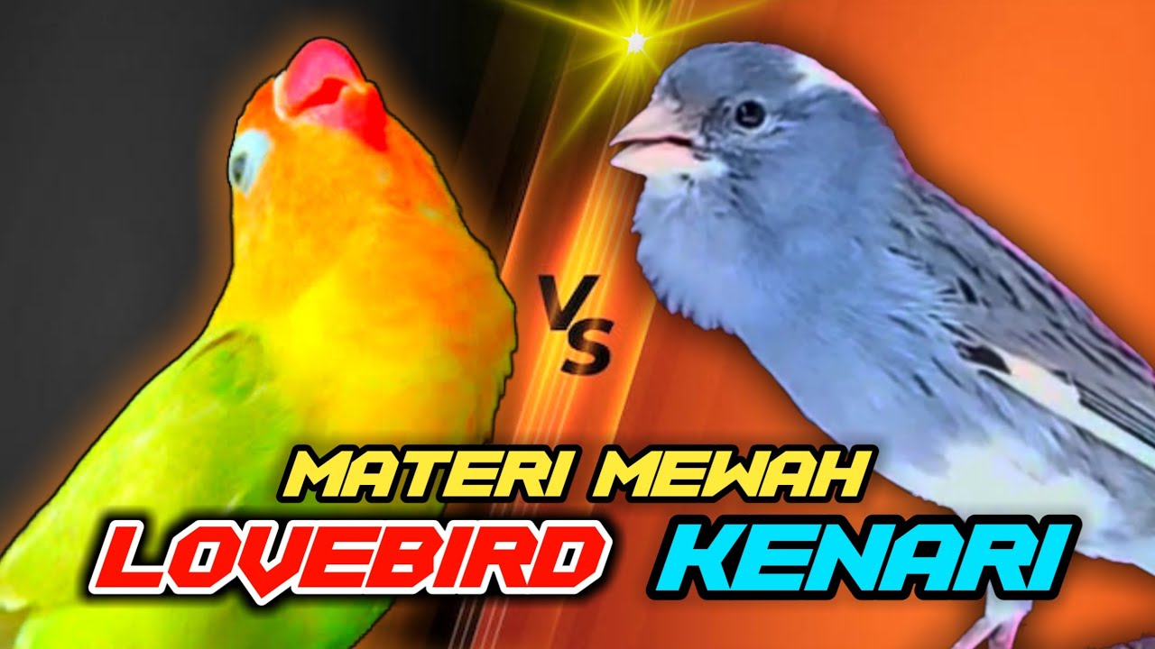 Kenari vs Lovebird Adu Gacor Mantap Buat Masteran dan Pancingan | Bird Song @masterburungkicau