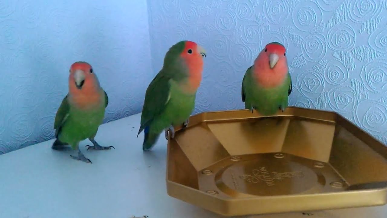 Lovebirds are cute