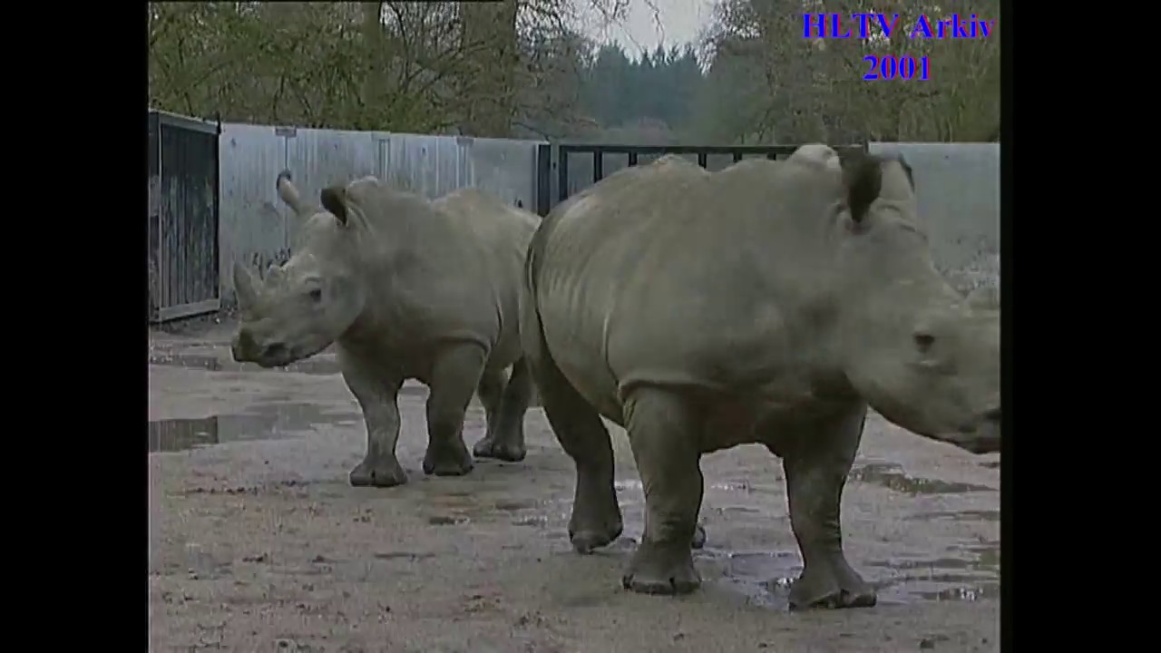 Knuthenborg nye Næsehorn Oskar   Bodil   Otto og Bertha fra 2001