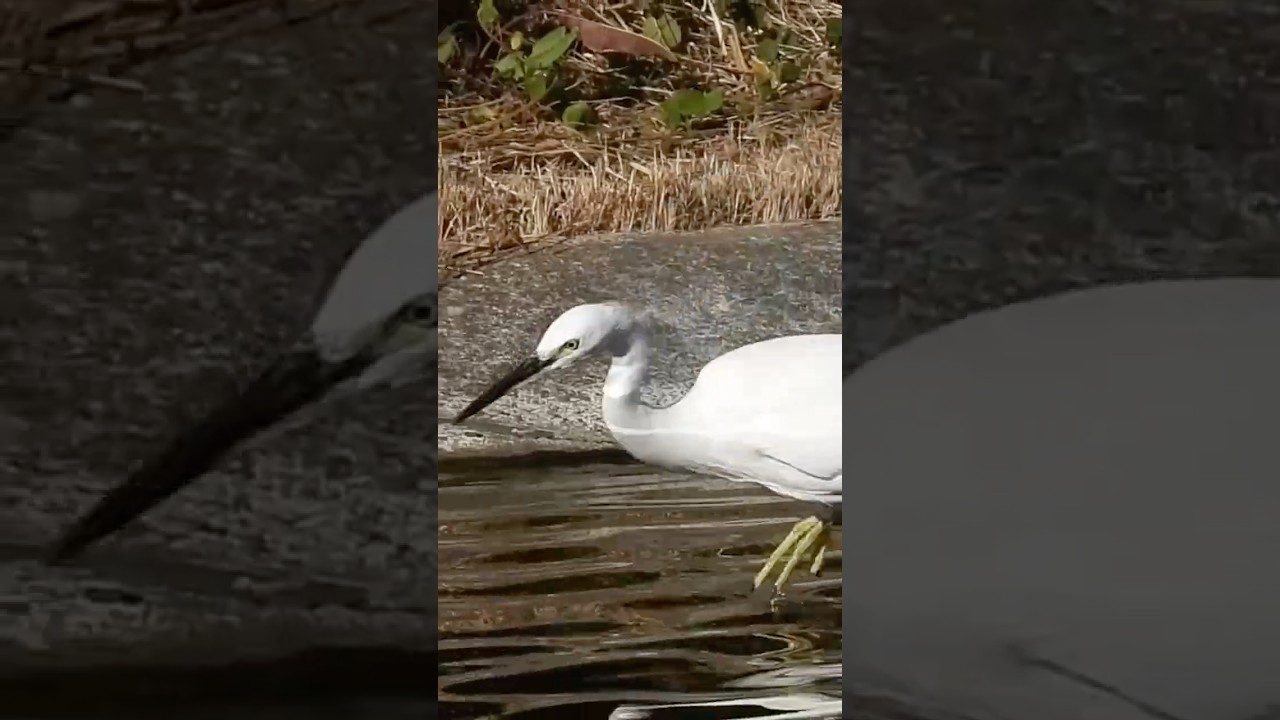 Nonstop Fishing : Hungry Little Egret !