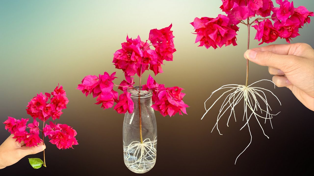 The fastest way to propagate bougainvillea is to soak it in water/ Simple, 100% successful