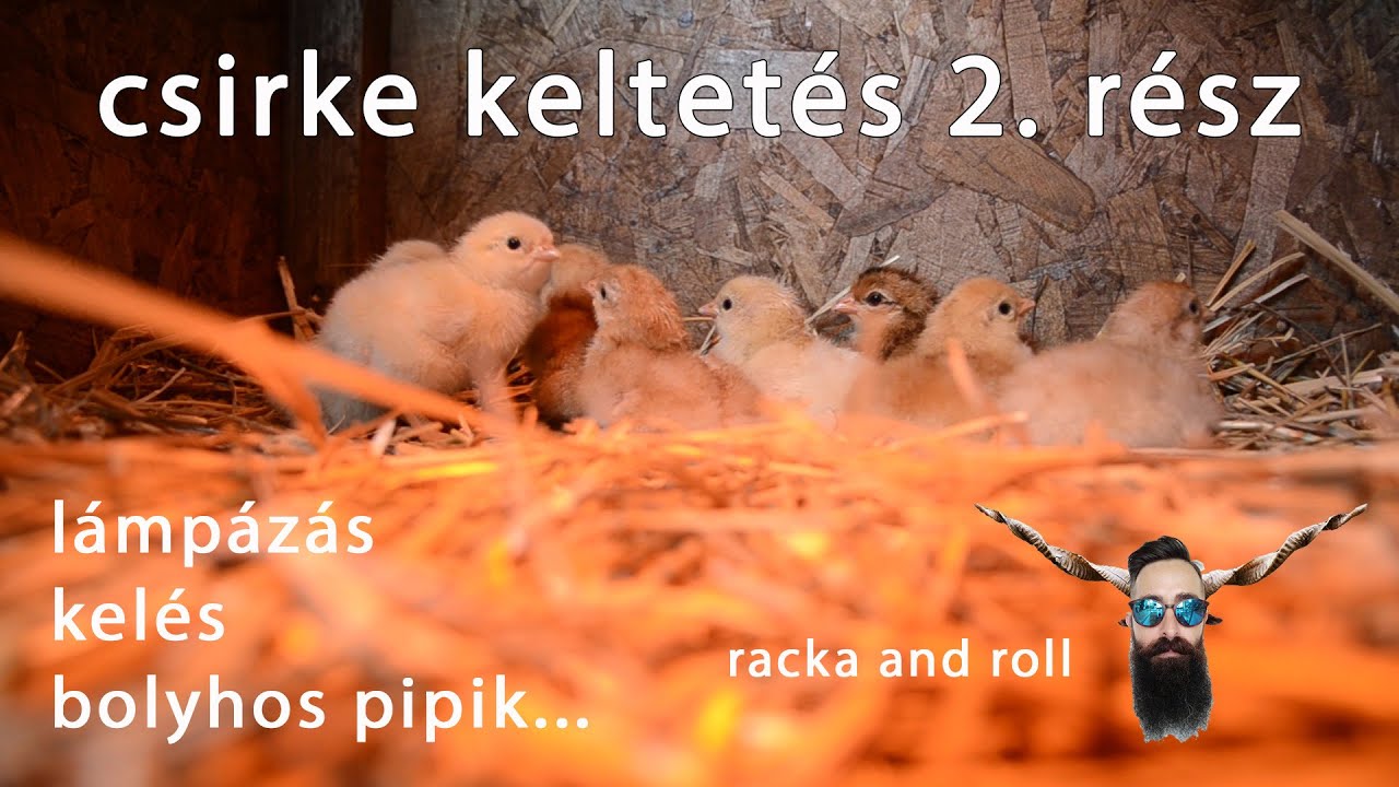 csirke kacsa pulyka baromfi keltetés 2. rész - lámpázás, kelés, bolyhos pipik...