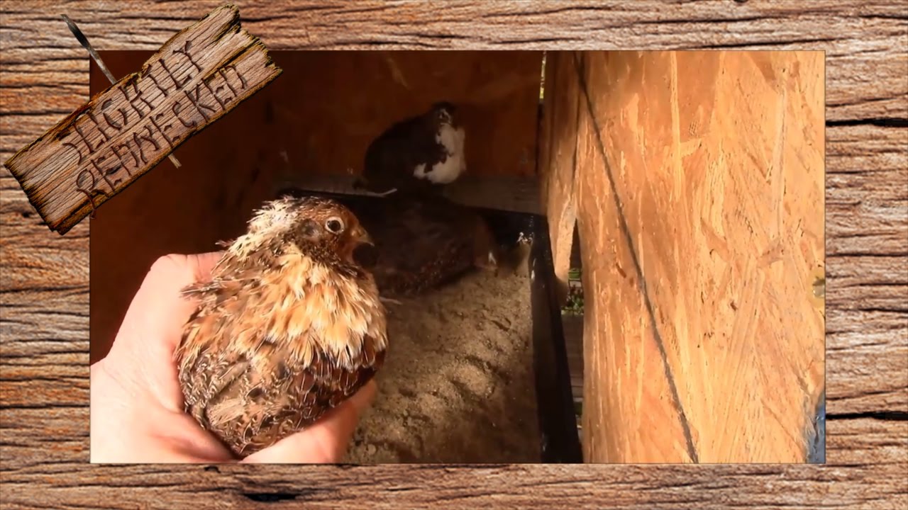Best Breed of Coturnix Quail: The SR Quail Update 11-28-16