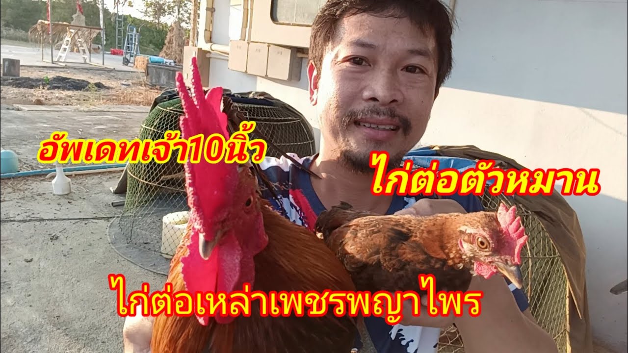 อัพเดทไก่ต่อเจ้า10นิ้วกับลูกชุดล่าสุด/หนุ่มบ้านโนน/ไก่ต่อเหล่าเพชรพญาไพร