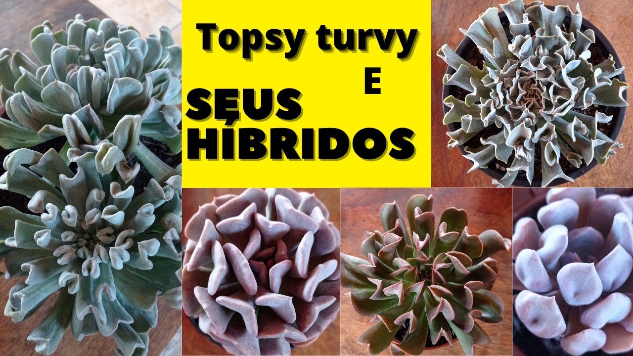 Suculenta topsy turvy e seus híbridos, Darth Vader, Cubic Frost, Nichi, Cupid, Topsy Debbie, Dagda.