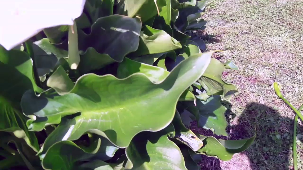 Piccole cose da fare per avere delle belle calle