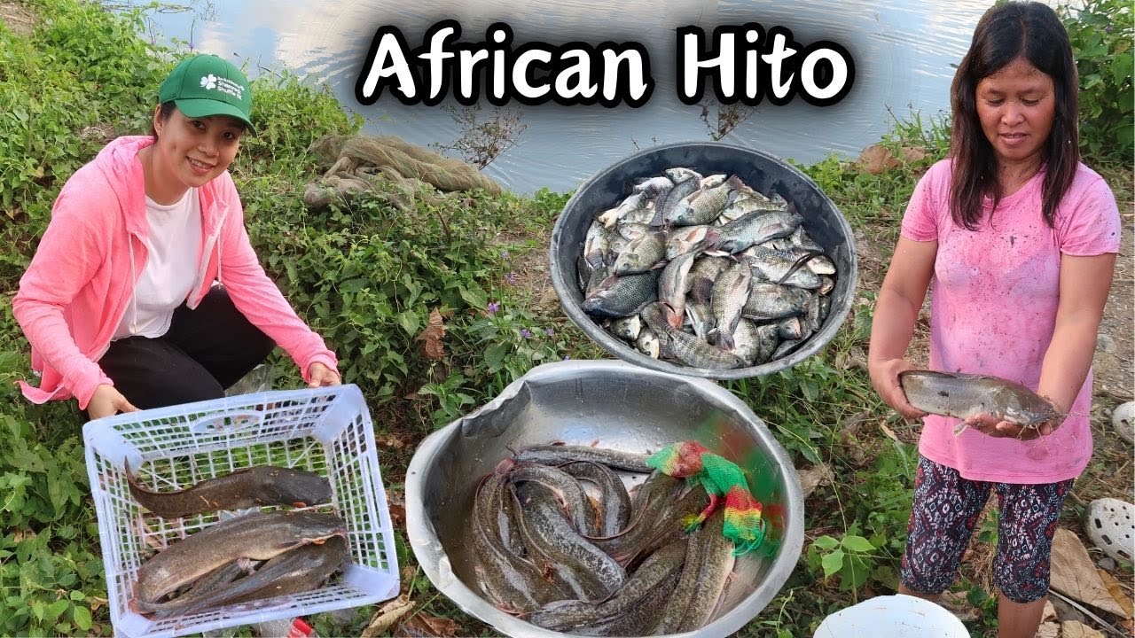 Pamimingwit ng African Hito! isang Piraso isang kilo at Nagluto kami ng Pinapaitan Tilapia | BUKID