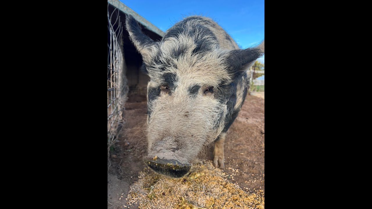 Feeding Our Pig Oreo 🐖❤️ | Simple Mornings, Big Hearts | Licious Lady Ranch Life 