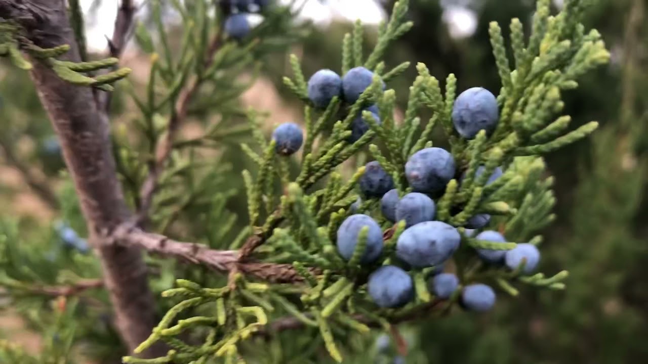 Time to harvest Juniper Berries! Kansas medicinal plants Eastern Red Cedar