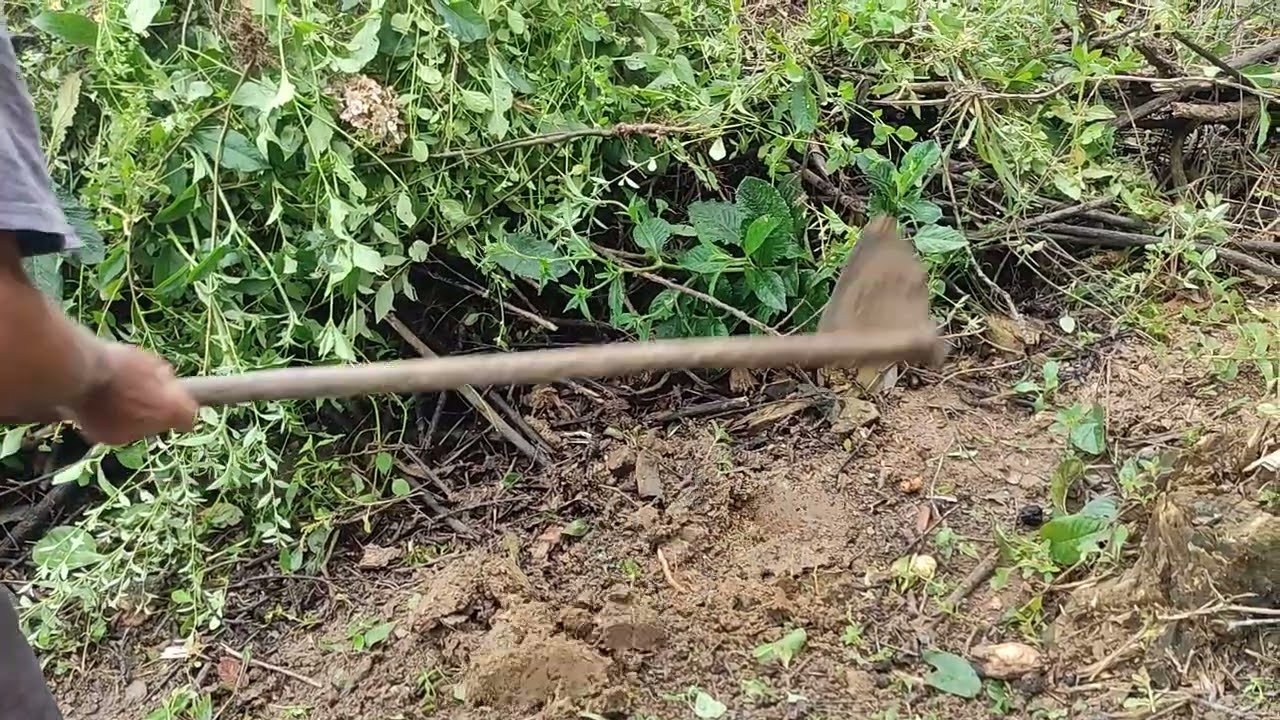 Soltei os perú + plantando sementes 