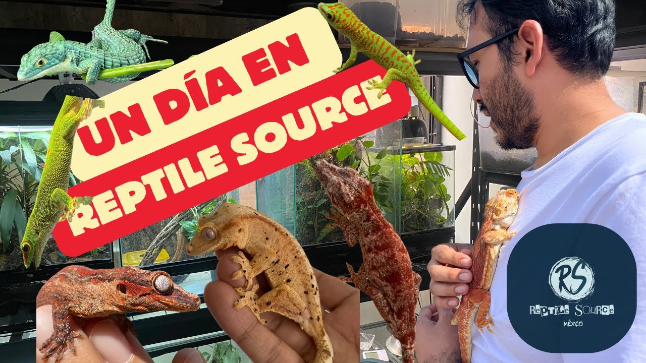 Actualización Reptile Source, geckos gárgolas, pogonas y más