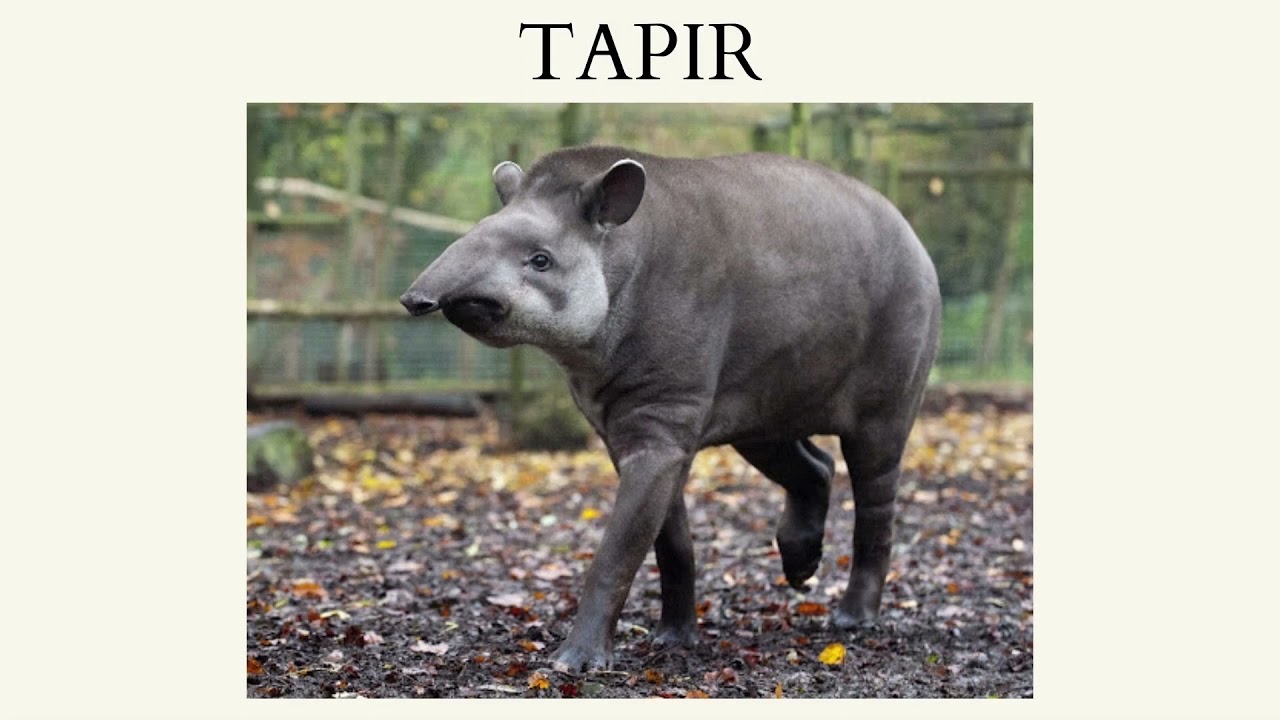 Animales aut&oacute;ctonos de Argentina