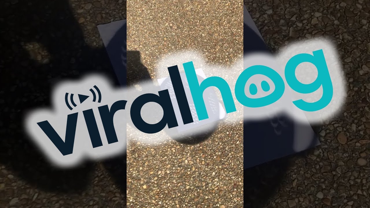 Eclipse And Pinhole Effect Create Crescent-Shaped Shadows || ViralHog