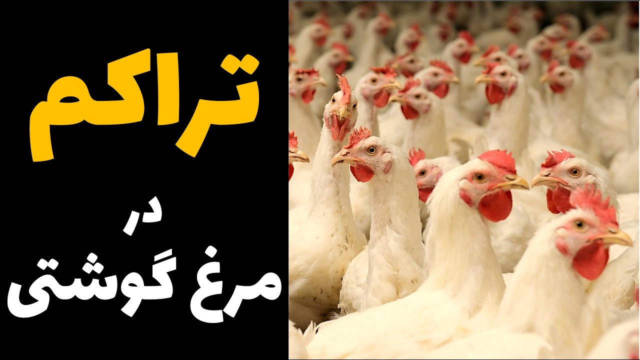 تراکم در پرورش مرغ گوشتی به چه معناست؟