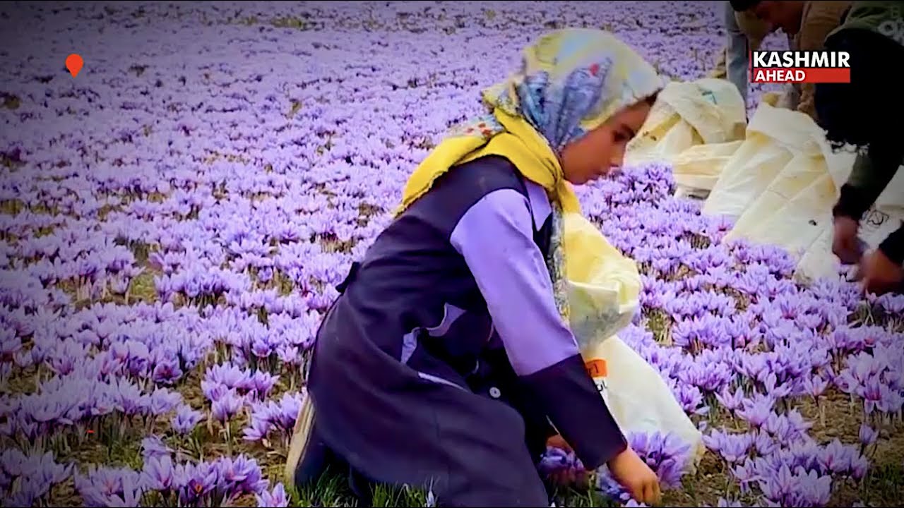 Saffron Harvest Festival 2022 organised to boost tourism and the industry