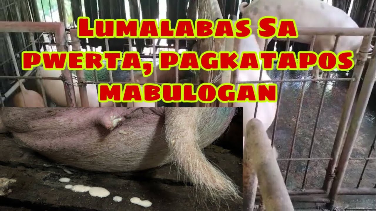 Mga lumalabas sa pwerta ng mga alagang inahing baboy pagkatapos mabulogan | Ryan Patenio