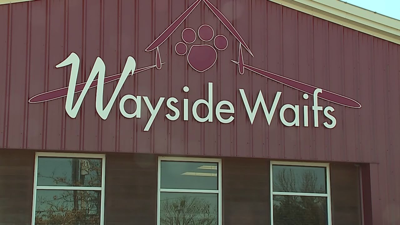 Woman sues Wayside Waifs after shelter refused to return her dog