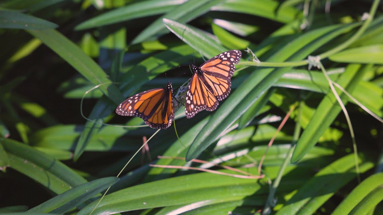 Monarch Grove Butterfly Sanctuary in Pacific Grove, California